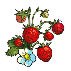 Bunch of wild strawberry, realistic drawing vector illustration isolated on white background. Ripe and green wild strawberry with blossom and leaves, botanical illustration, design element