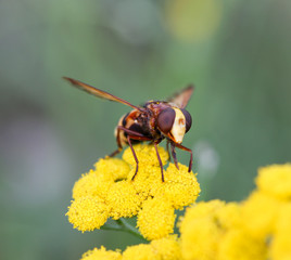 insect on a yellow flower