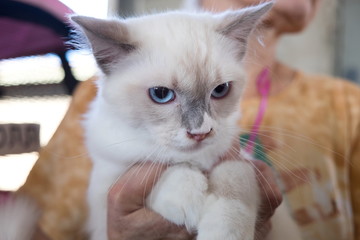 Beautiful blue eyed ragdoll cat