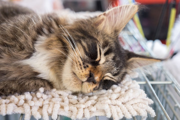sleeping beautiful Maine Coon kitten