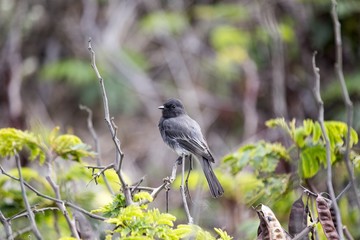 Black Phoebe (Sayornis nigricans)