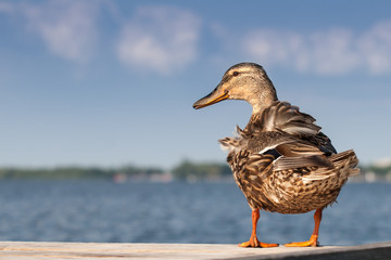 Stockente am Steinhuder Meer