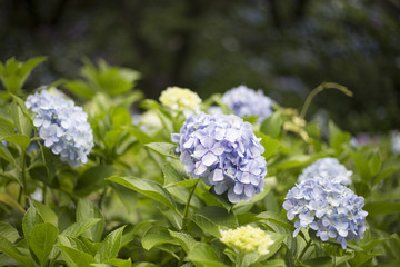 Hydrangea