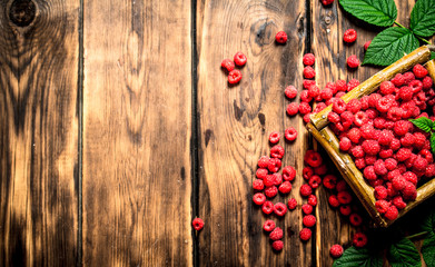 Wild raspberries in the basket.