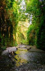 Redwood National Park