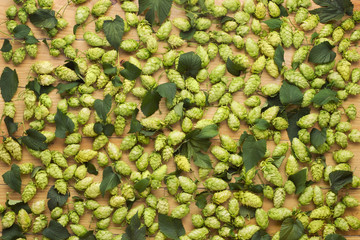 hops fresh green  on wood  background