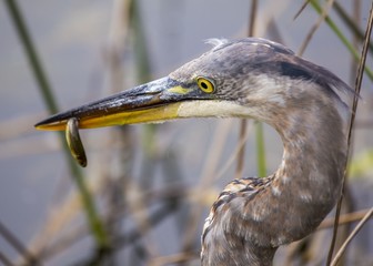 Great Blue Heron (Ardea herodias)