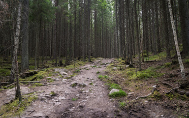 Obraz premium Dark trail through forest