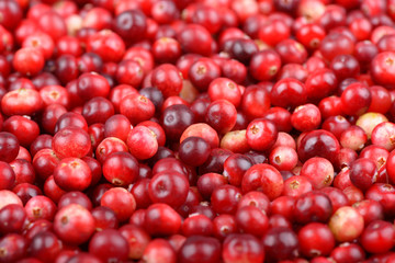 Red ripe cranberries background. Cowberry foxberry berries
