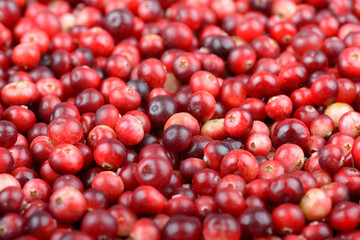 Red ripe cranberries background. Cowberry foxberry berries
