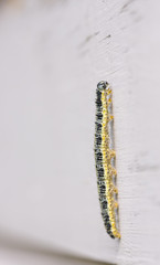 Butterfly larva climb on a timber wall