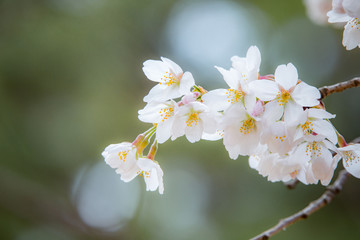 Fototapeta premium 桜（ソメイヨシノ）