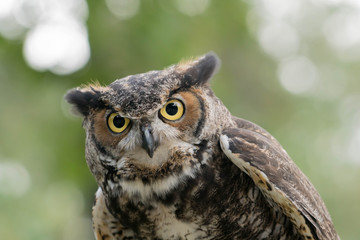 owl