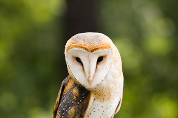 owl