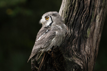 owl