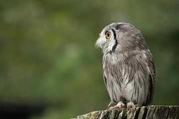 owl