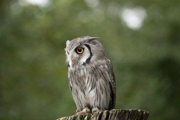 owl