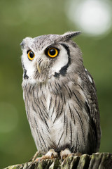 owl