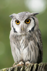 Naklejka premium owl