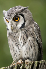 owl