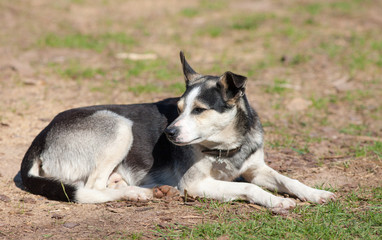 Portrait black and white sheep dog