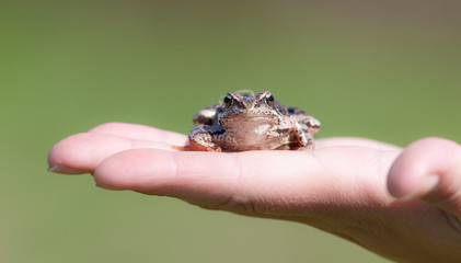 frog on a palm