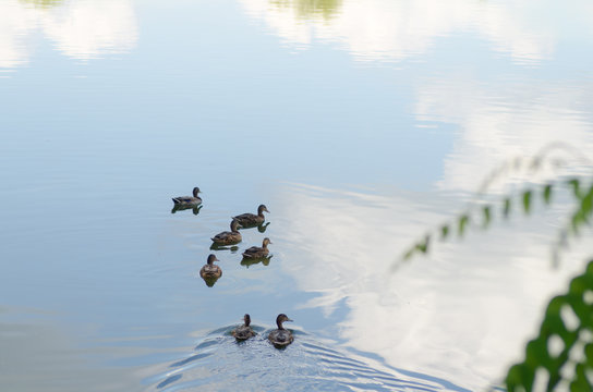 duck on the lake