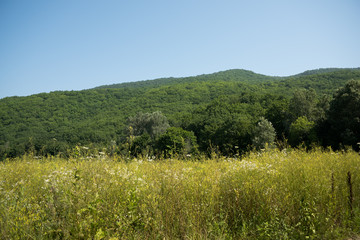 Fototapeta premium Idyllic landscape with fresh green meadows and blooming flowers and mountains in the background. Forest road. Landscape.