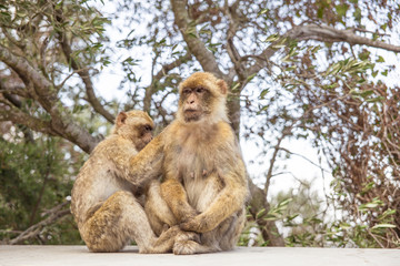 Naklejka na ściany i meble Two Macaques on the Gibraltar rock