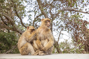 Two Macaques on the Gibraltar rock