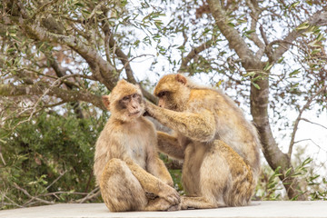 Naklejka na ściany i meble Two Macaques on the Gibraltar rock