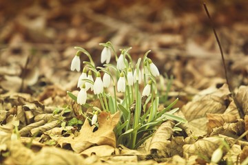 snowdrops (Galanthus nivalis)