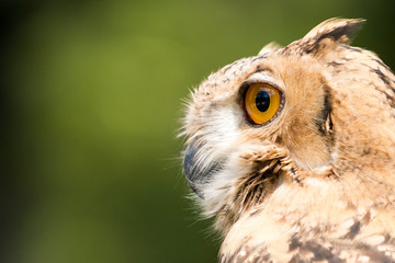 owl