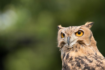 owl