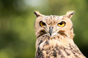 owl