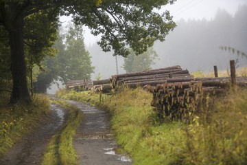 Fototapeta na wymiar mist and rain in the forest with wood piles