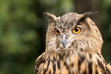 Obraz premium owl