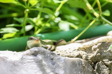 Skink in the garden