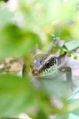 Skink in the garden