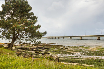 Pine, coast and bridge