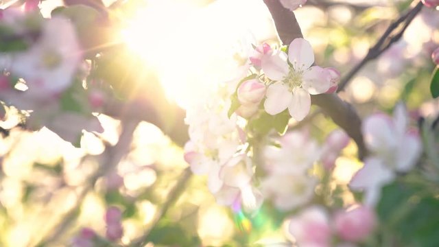 Cherry Blossom Moved By The Wind Close Up Footage