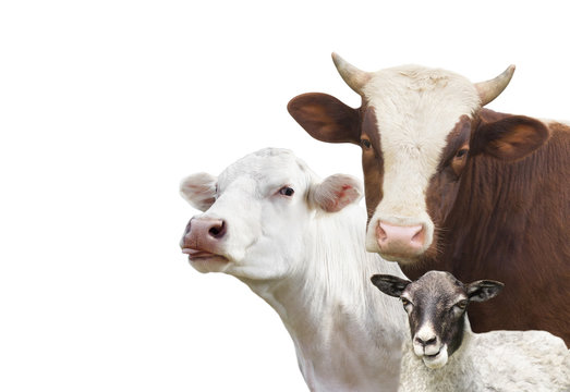 Fototapeta cattle farm animals set