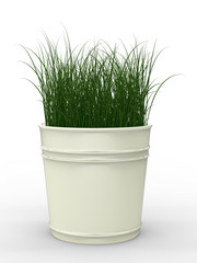 3d rendering green grass in white pot on white background