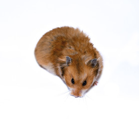 Brown Syrian hamster isolated