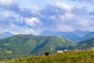 Rusinowa Polana in Tatra Mountain, Poland © grzegorz_pakula