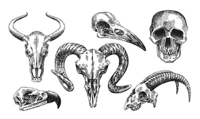  illustration  animal skull - 121152353