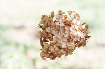 Fototapeta premium Dried Hydrangea flowers