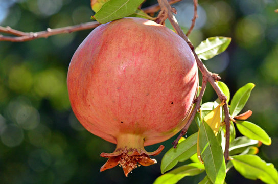Closeup pomegranate
