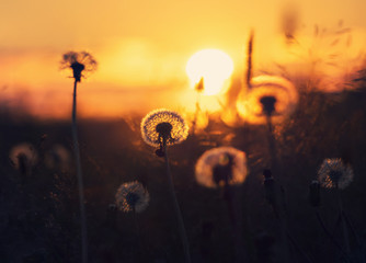 Fototapeta premium Dandelion on the sunset sky background