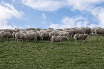 Obraz premium Hurd of sheep grazing on dyke with green grass